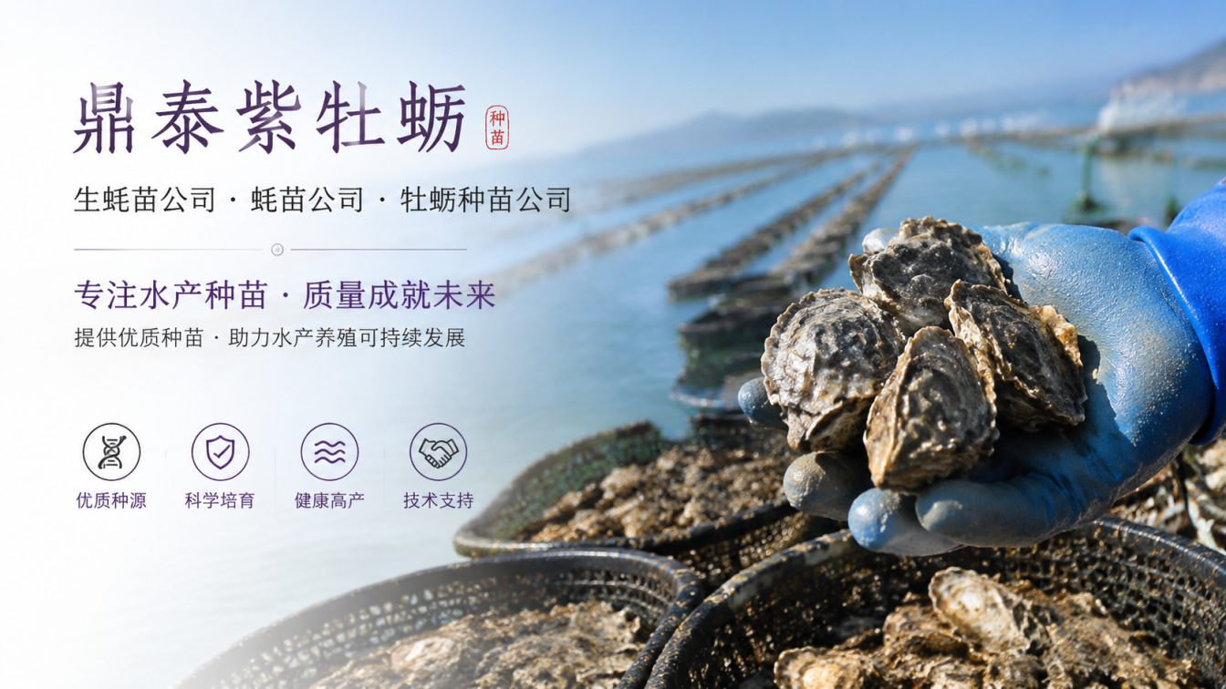 玉树藏族自治州为南北养殖场提供三倍体生蚝苗方案